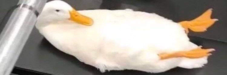 Ducknoodle26's profile banner image