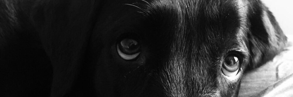 KaitlynMLambert's profile banner image