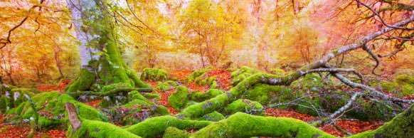 Selrax's profile banner image