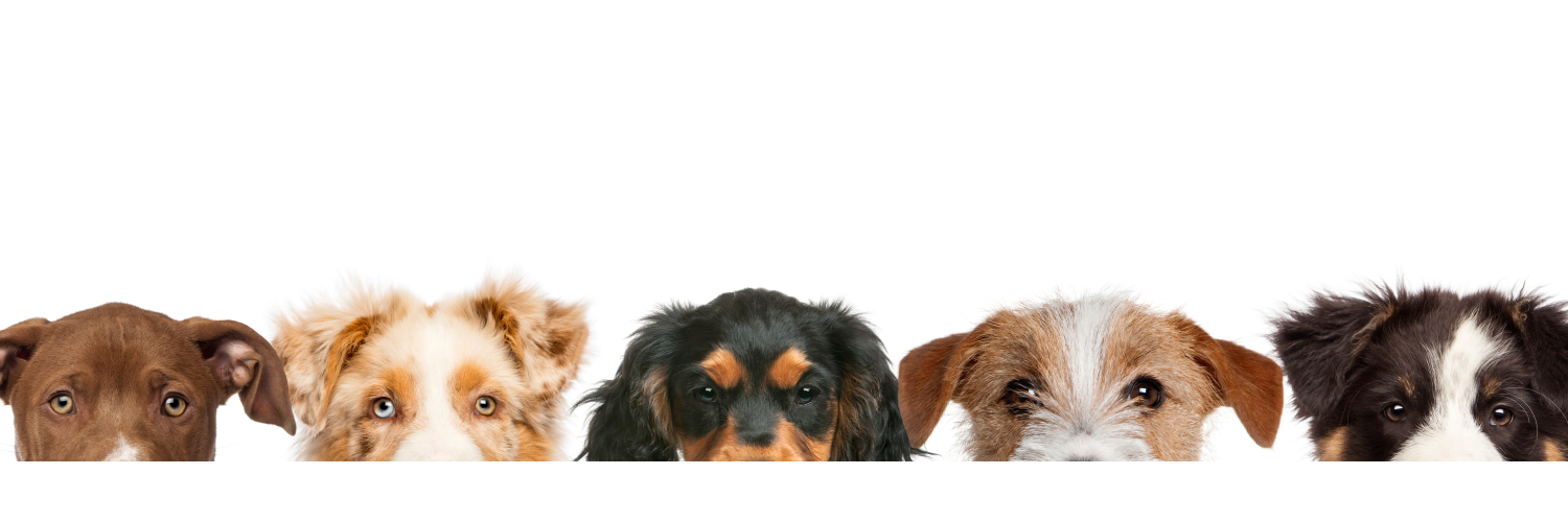 mymoderndog's profile banner image