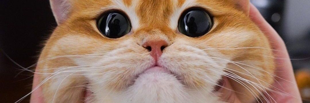 KChyntiaa's profile banner image