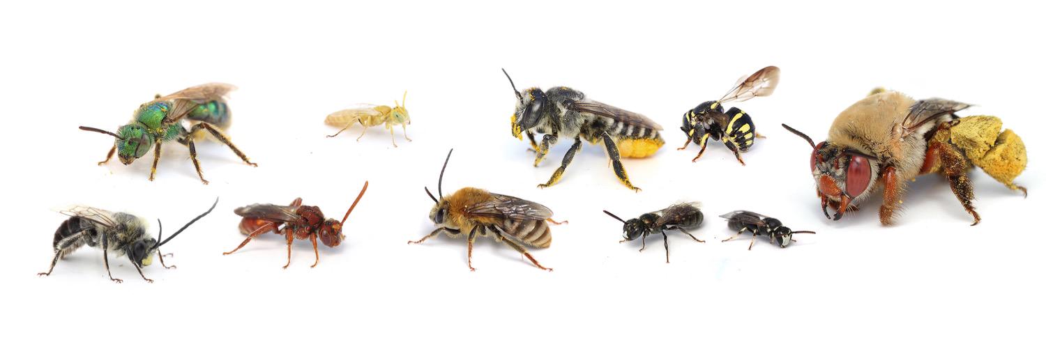 The Bees In Your Backyard banner