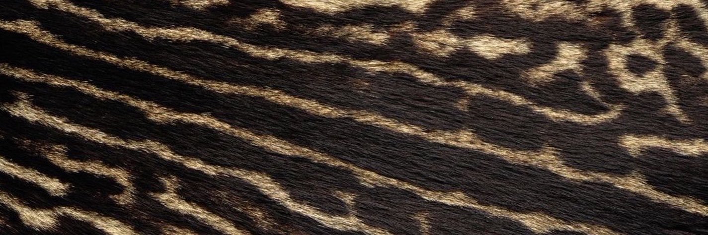 ChiniGyal's profile banner image
