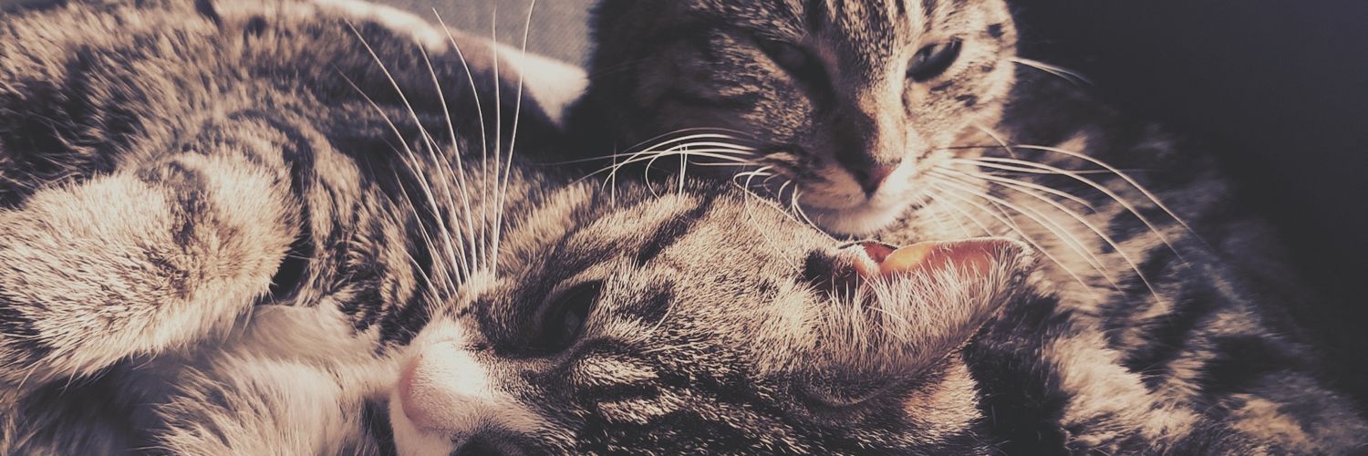 SarahJRose banner