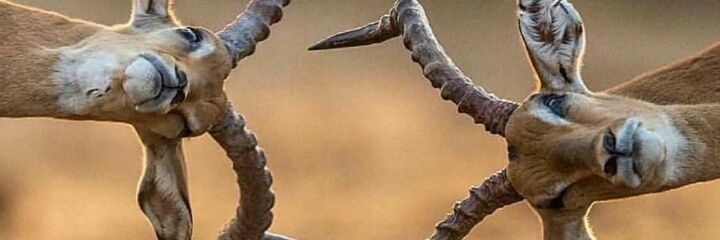 wwolfdownn's profile banner image