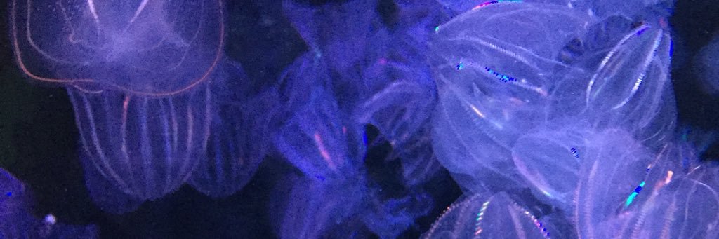 thapisae's profile banner image