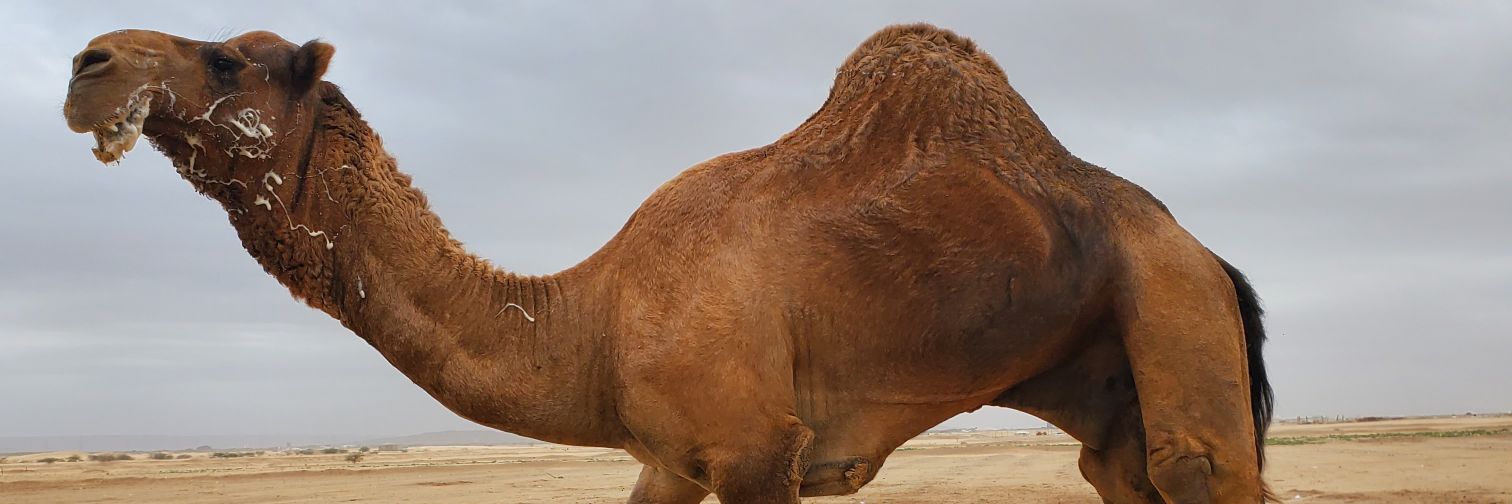 halmoabdi1's profile banner image