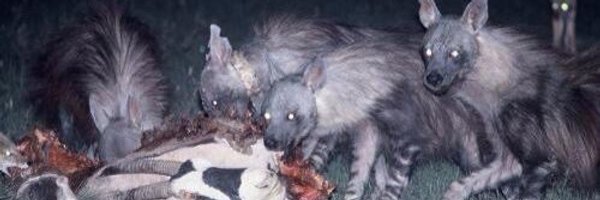 ThePatrickk Profile Banner