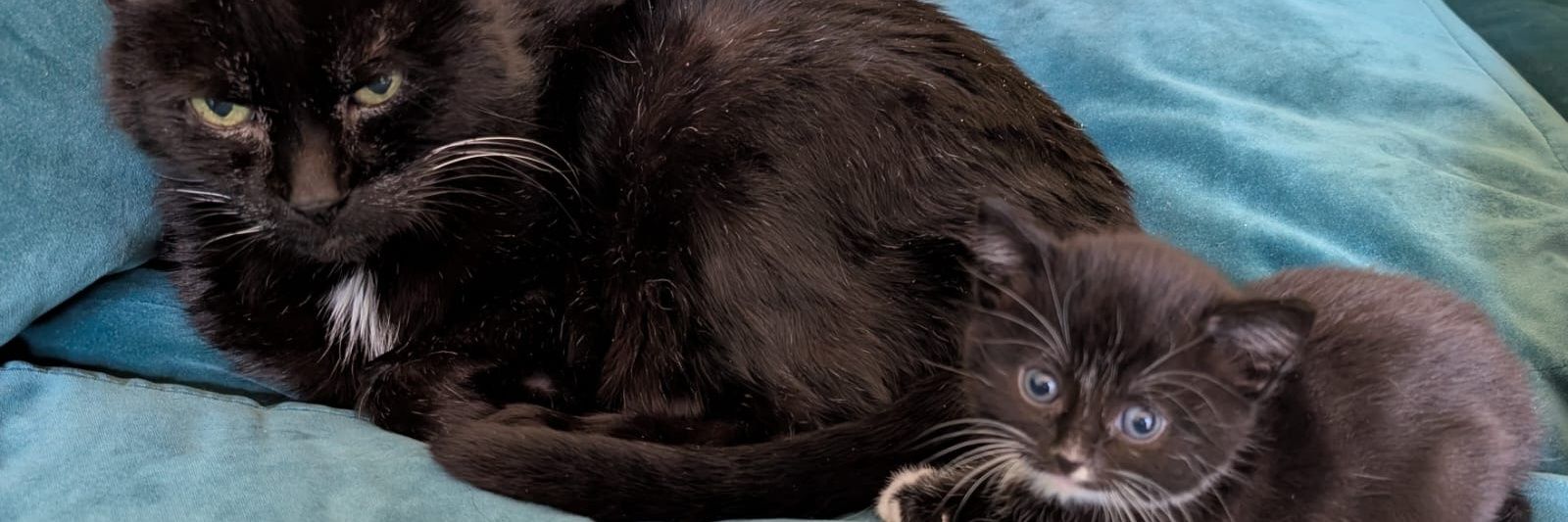 Kate (πᵗʰ ideal Willshaper) banner