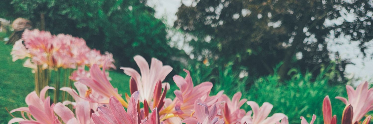 Tiffany Noth banner