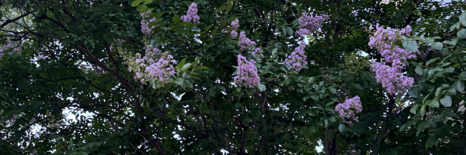 dxrshi's profile banner image