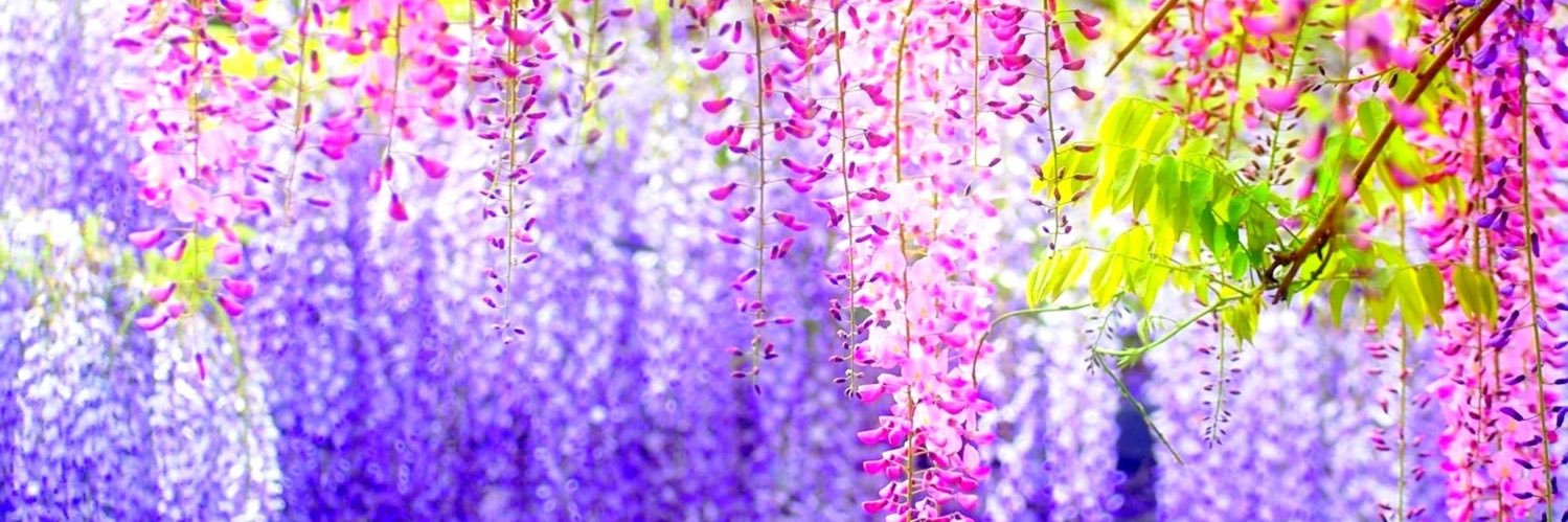 XalohaXalohaX's profile banner image