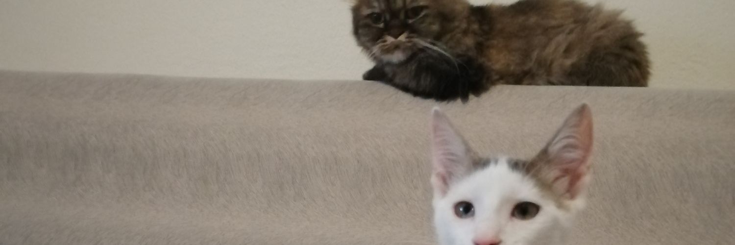 SenaKolok's profile banner image