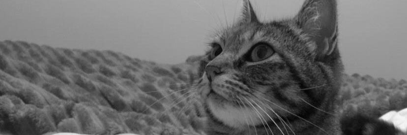 rampagingbeans's profile banner image