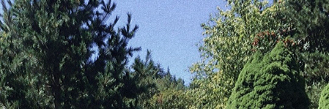Veilliecht's profile banner image