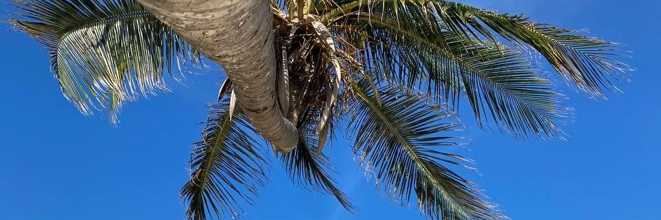 LuisCarrillo9's profile banner image