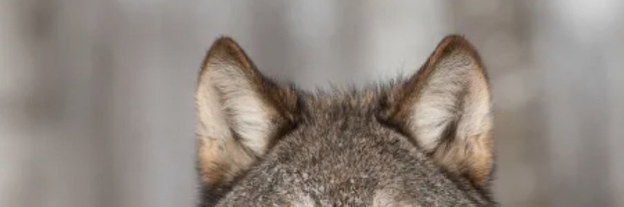 evandroperusso's profile banner image