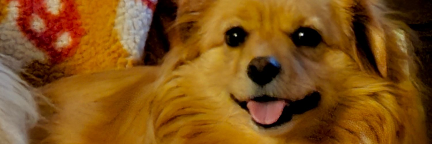 shiho_v's profile banner image