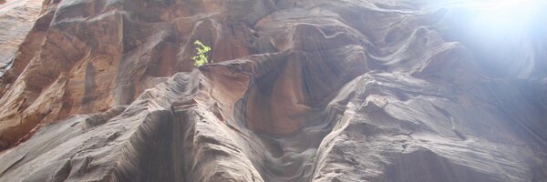 corneliux Profile Banner