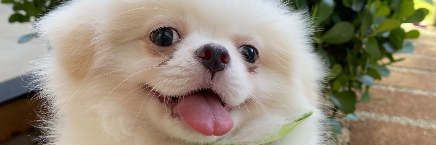 dudaaleontino's profile banner image