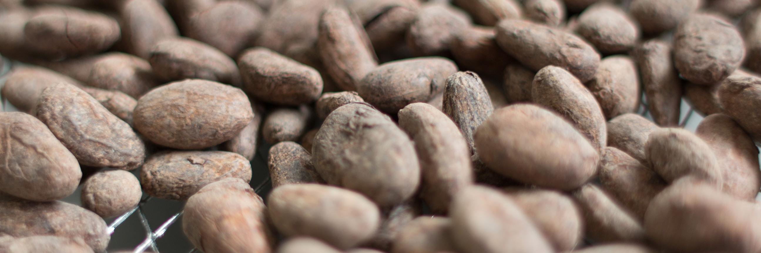 Fossa Chocolate banner