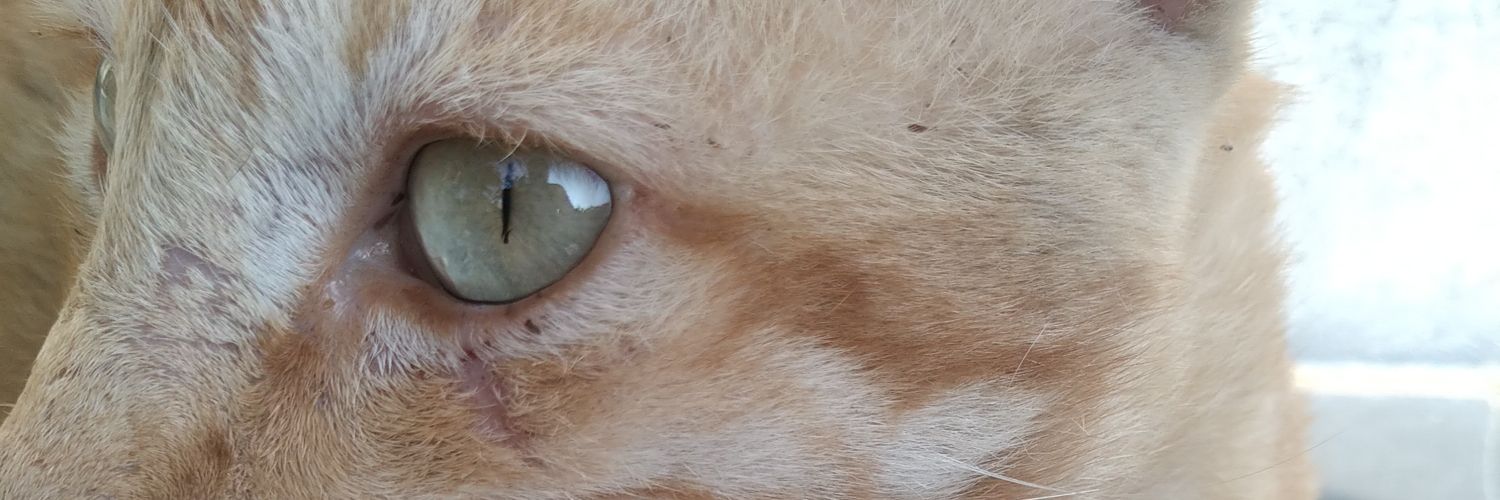 sricharan1409's profile banner image