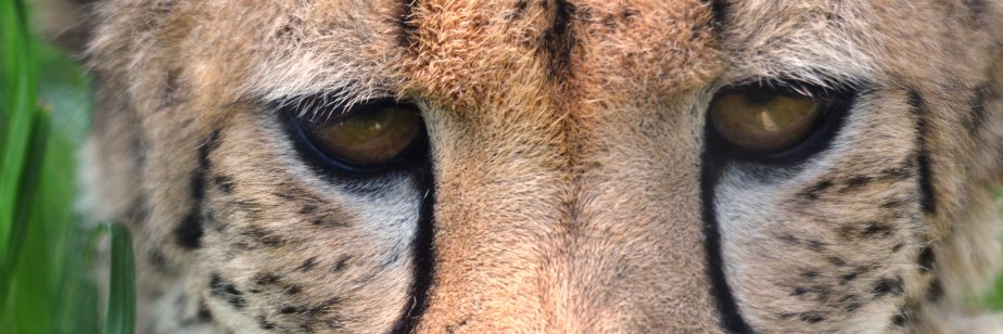 LEOConservation's profile banner image