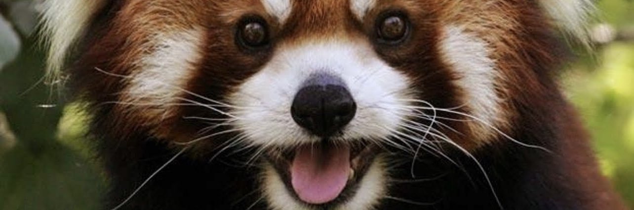 Alex Fried banner