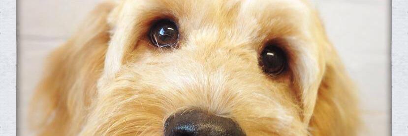 teddyockapoo's profile banner image