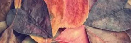 MezRod22's profile banner image