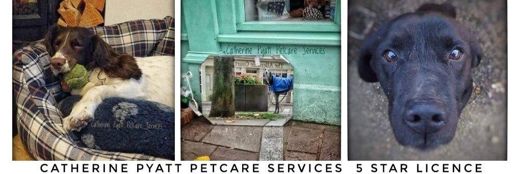 cpyattpetcare's profile banner image
