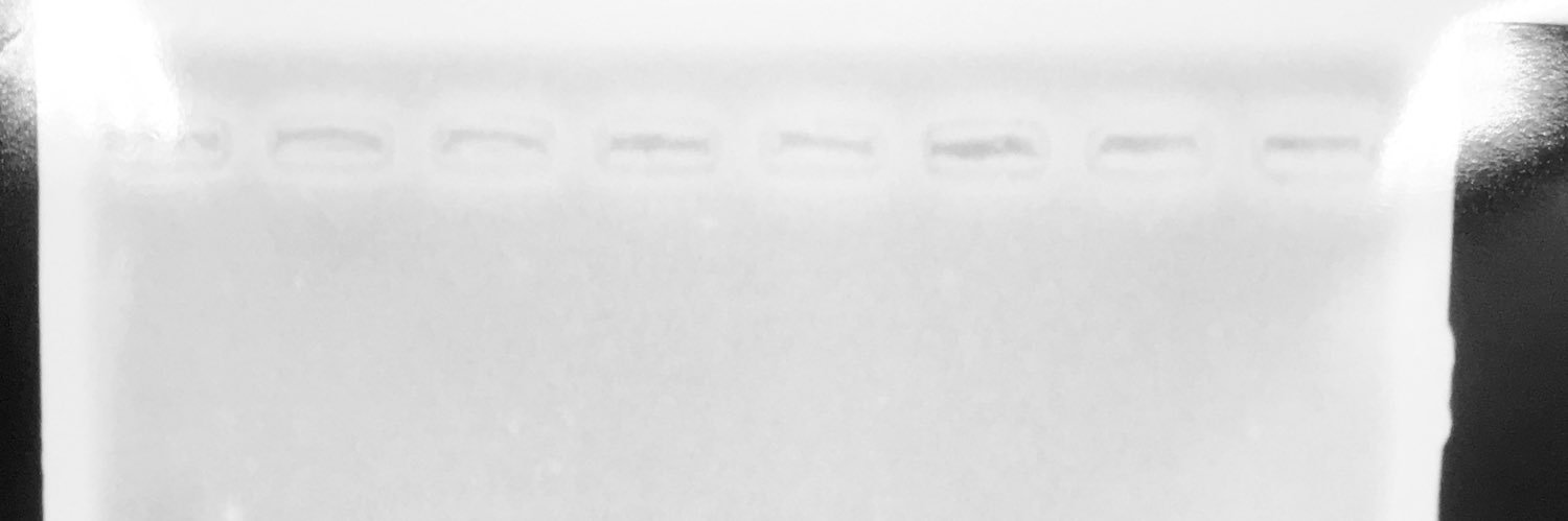 mantisice's profile banner image