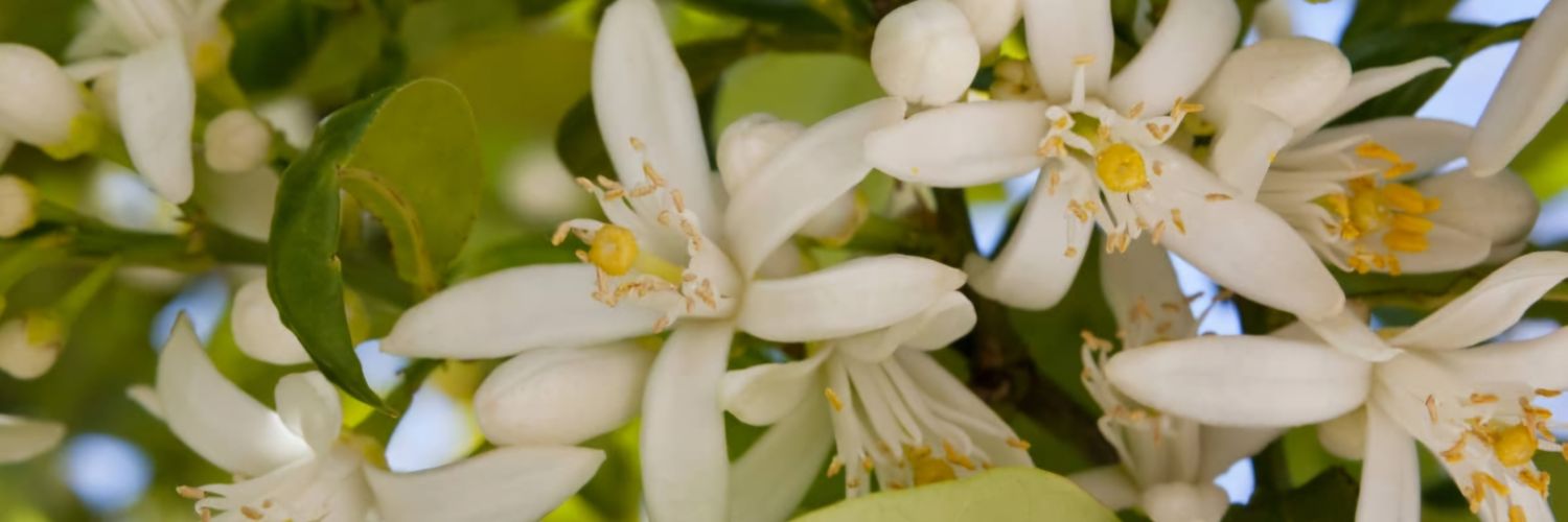 aufgrunddessen's profile banner image