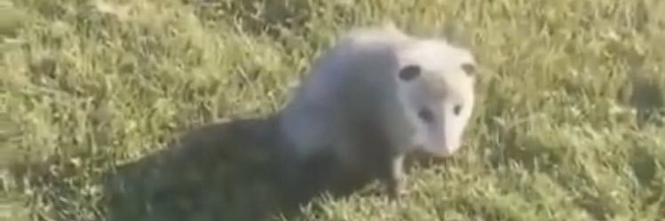 vienna gambit stan account banner