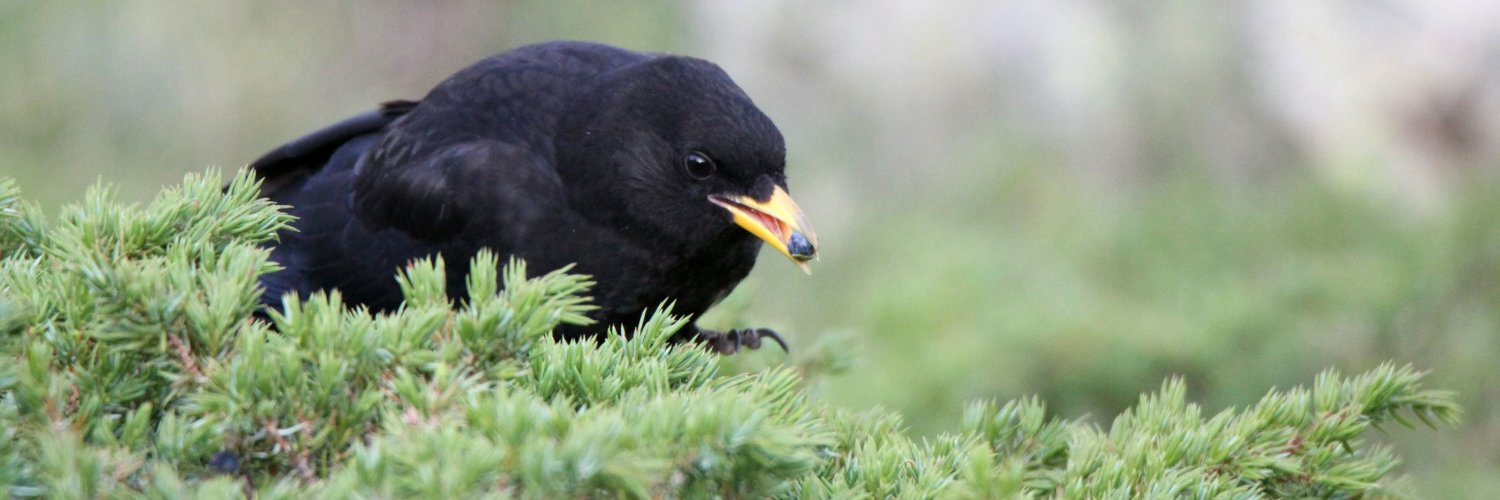 Claudio Açaí Bracho Estévanez banner