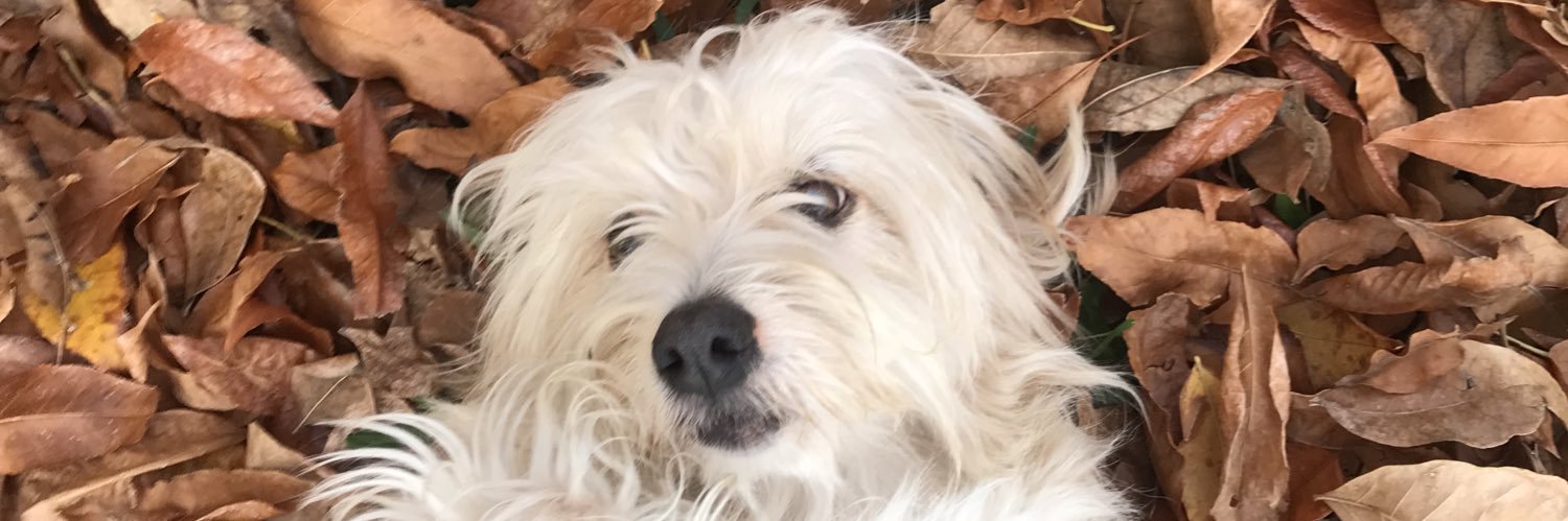 vichyy5's profile banner image