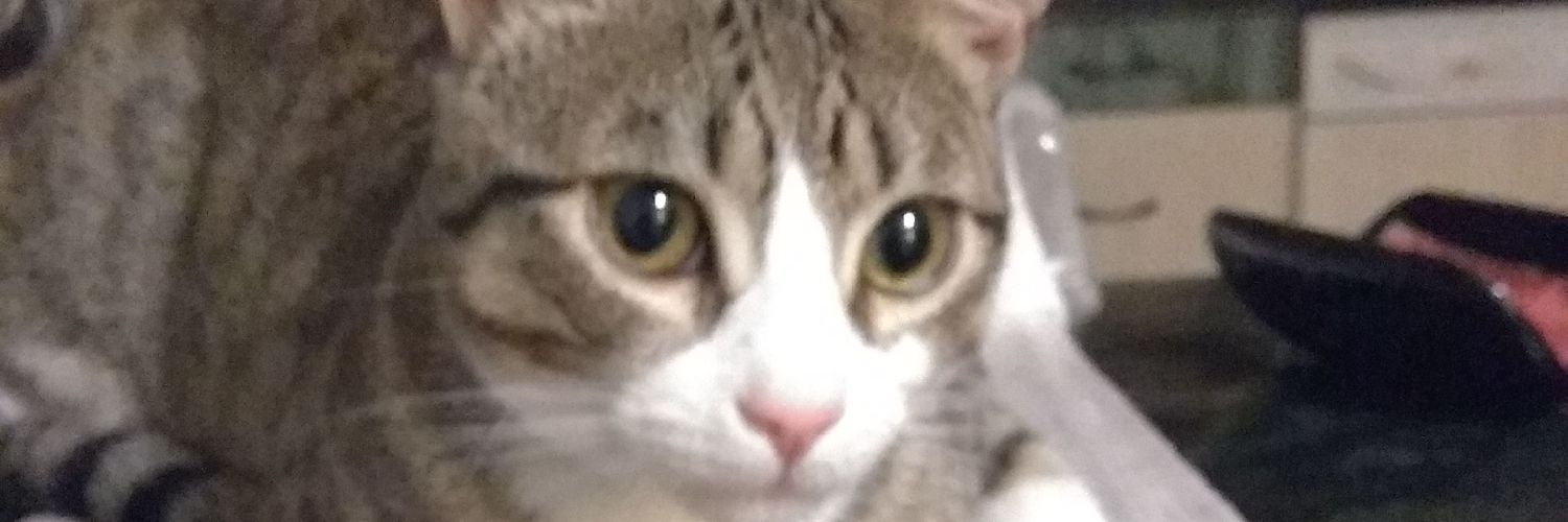 HelenaRojilla's profile banner image