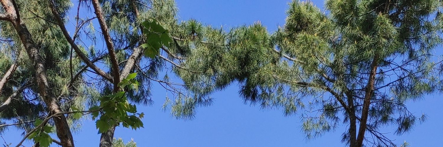 Ester Rodriguez banner