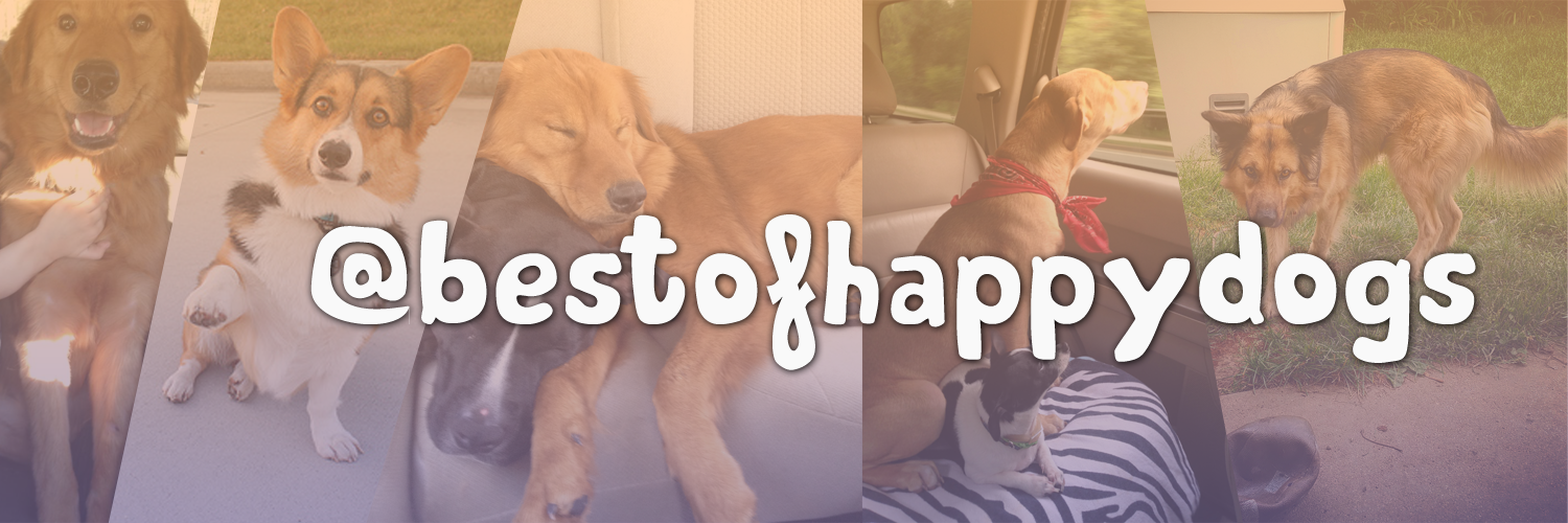 BestOfHappyDogs's profile banner image