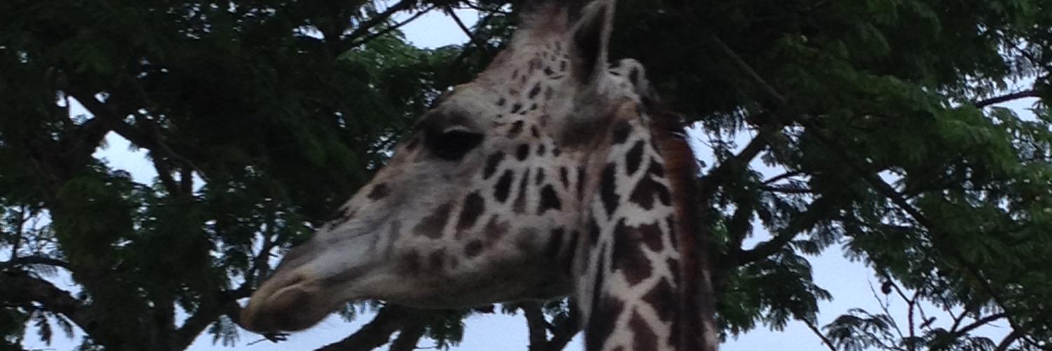 AryanMamdani's profile banner image