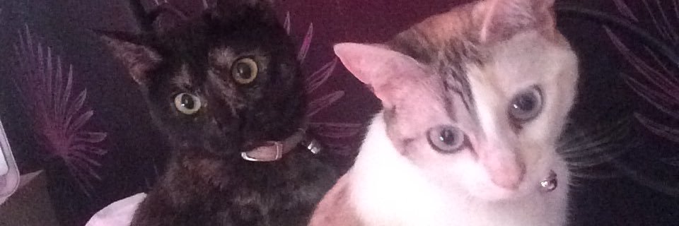 MissAllmerry's profile banner image