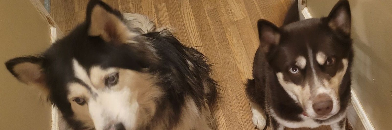 wolfangelb4u's profile banner image