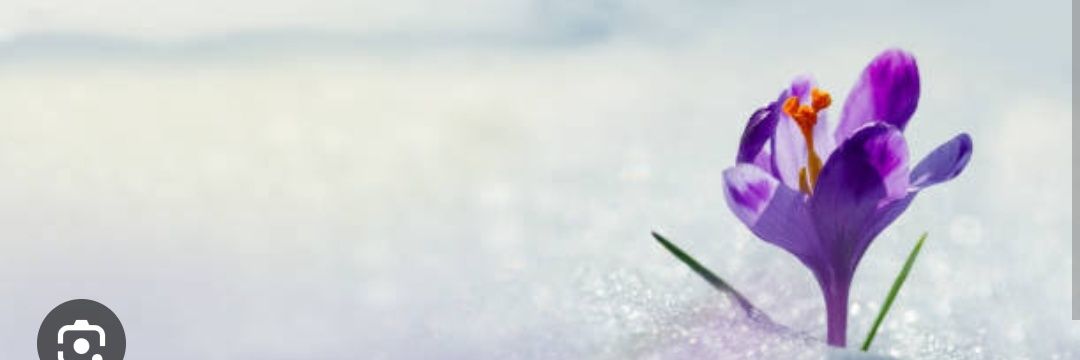 cigdemsvr's profile banner image