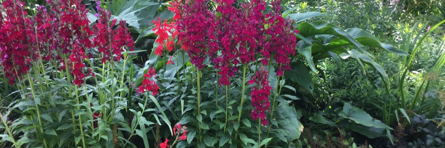 Sarah McCormack banner