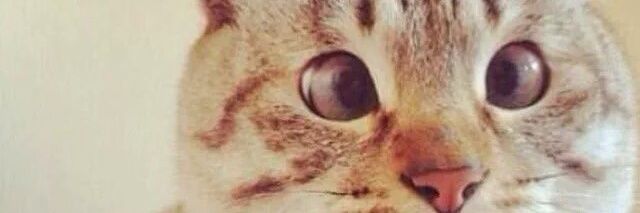 kekkose's profile banner image