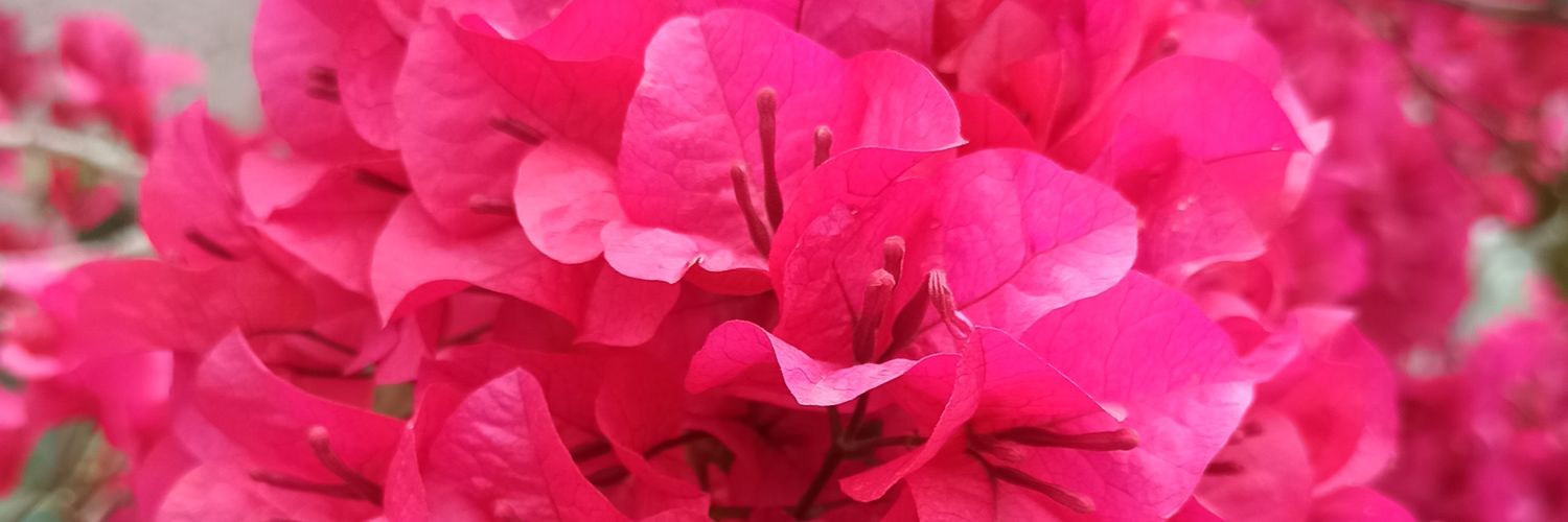 SolmSanttos's profile banner image