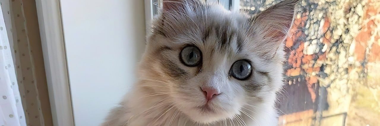 Jessica Plaza banner