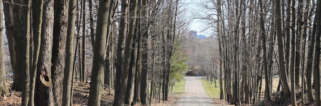 lafermemoore's profile banner image