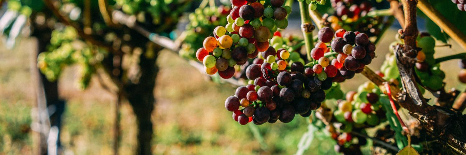 Bailarín Cellars banner