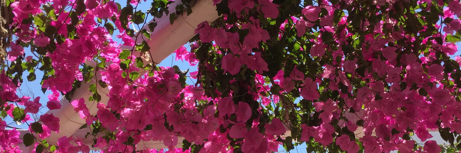SFEwing's profile banner image